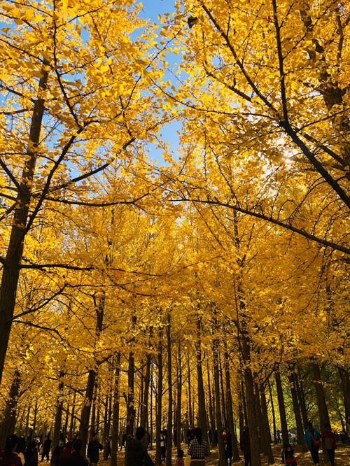 银杏树拍照姿势大全图片图2