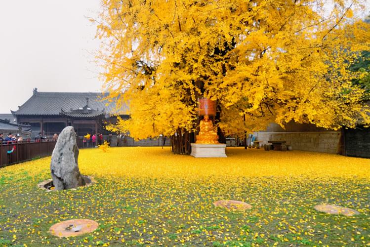 银杏树拍照姿势大全图片图3