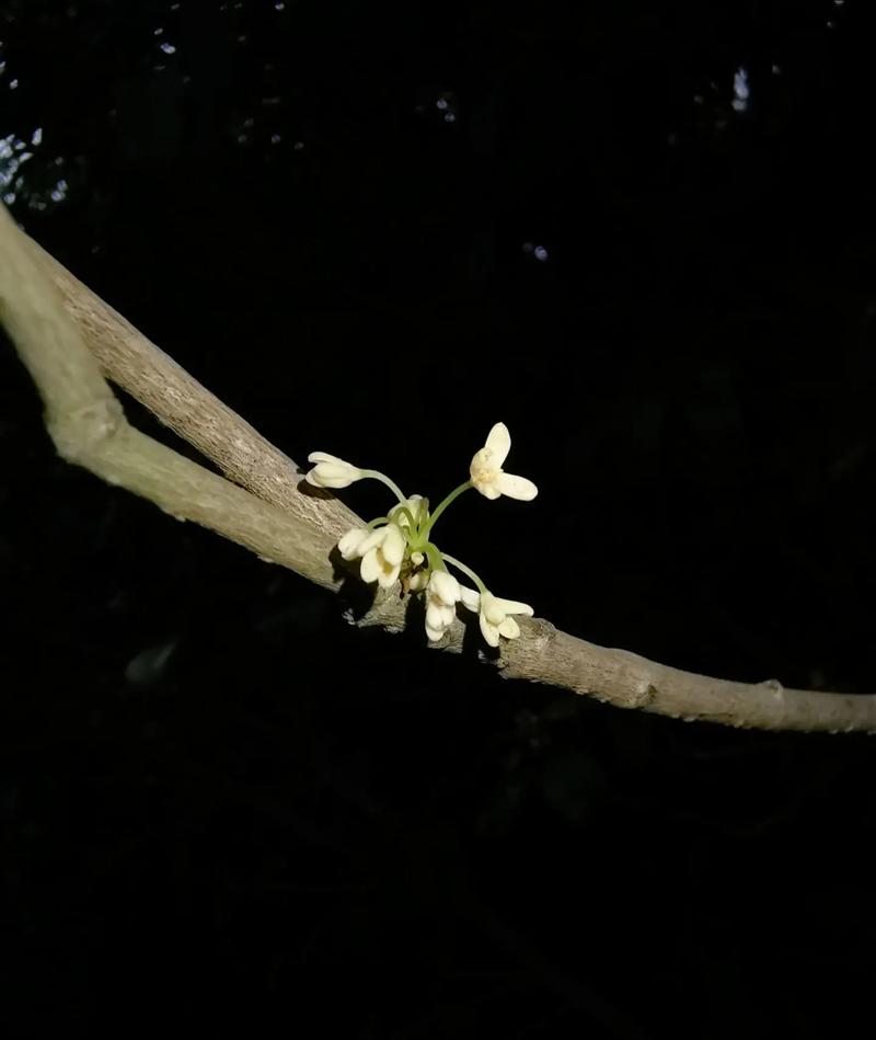 手机摄影如何巧妙的使用闪光灯来给图片增加氛围感?