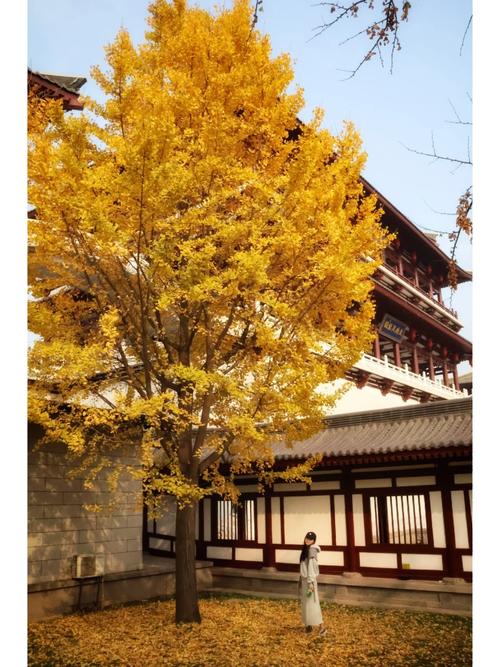 最佳观赏期来了!西安千年银杏树换“金装”,在这里怎么拍照好看?