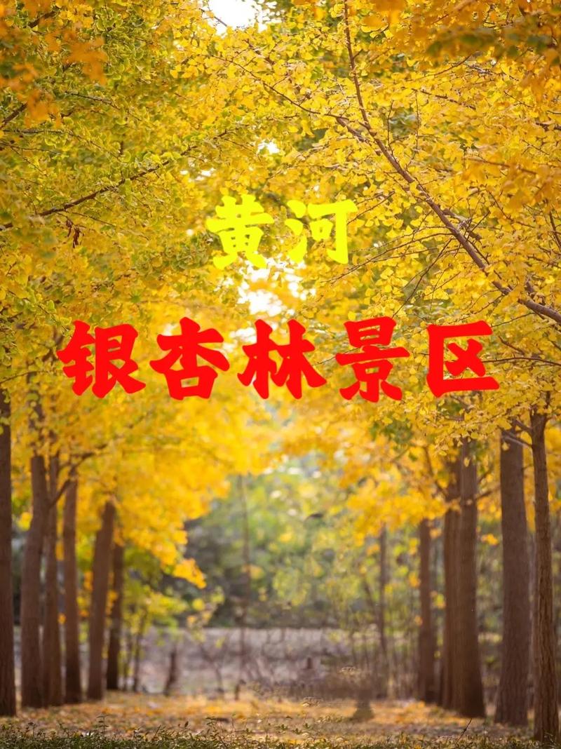 张各庄银杏林观赏时间及地址