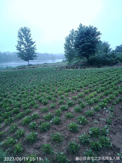 手机拍照雾蒙蒙的是怎么回事