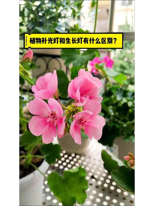 植物补光灯跟照明灯区别,植物补光的作用