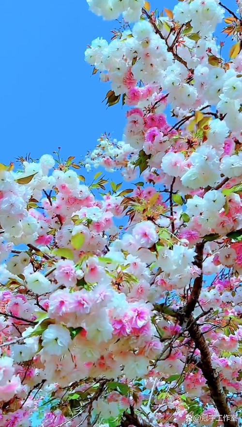 拍照姿势的形容词