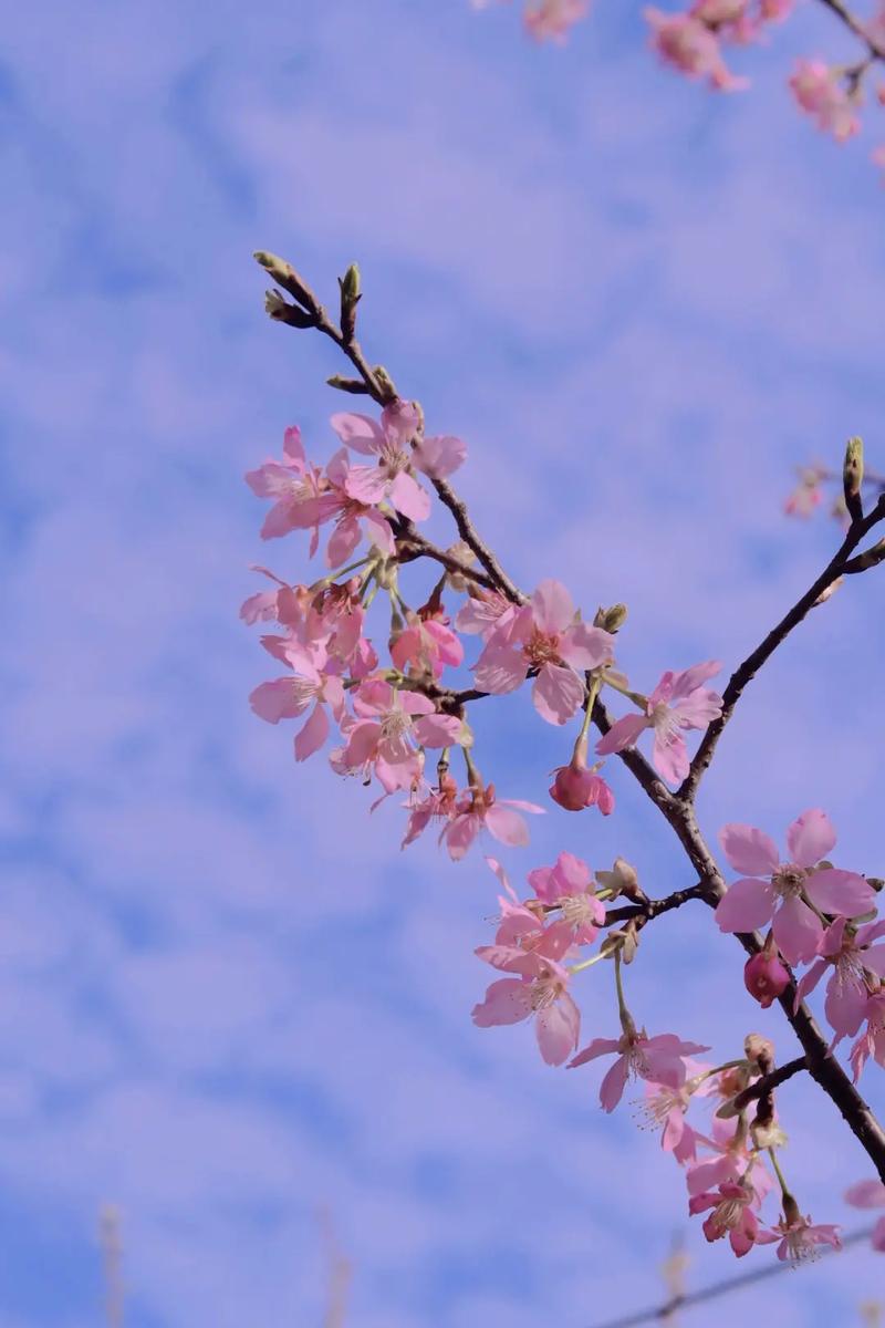 春季花卉摄影视频教程
