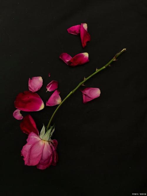 怎样用手机拍出黑背景花朵照片?