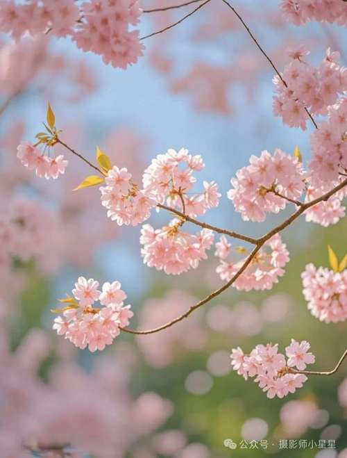 华为手机怎样拍花更美