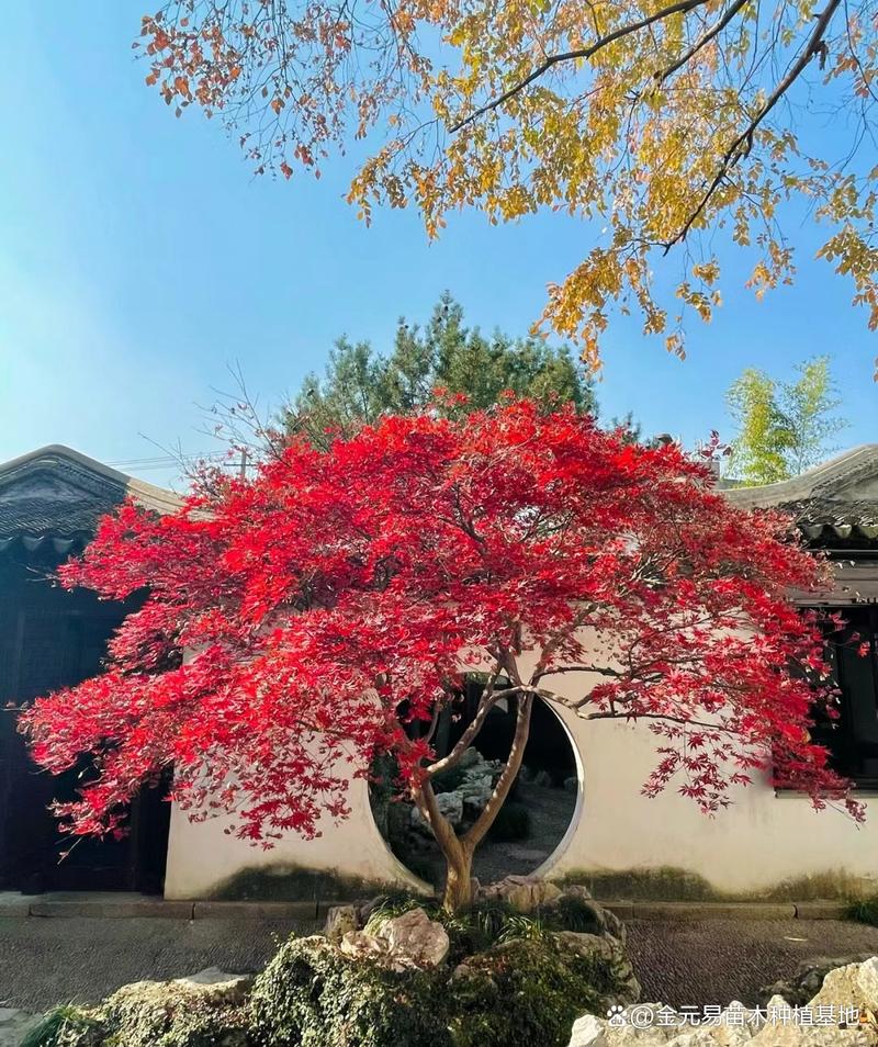 ...哪里一公园藏了300棵红枫?正值秋季最适合赏枫,为什么超适合拍照?