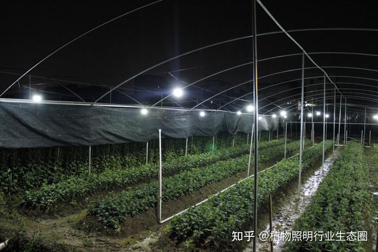 红骄阳激光植物生长灯好用吗?