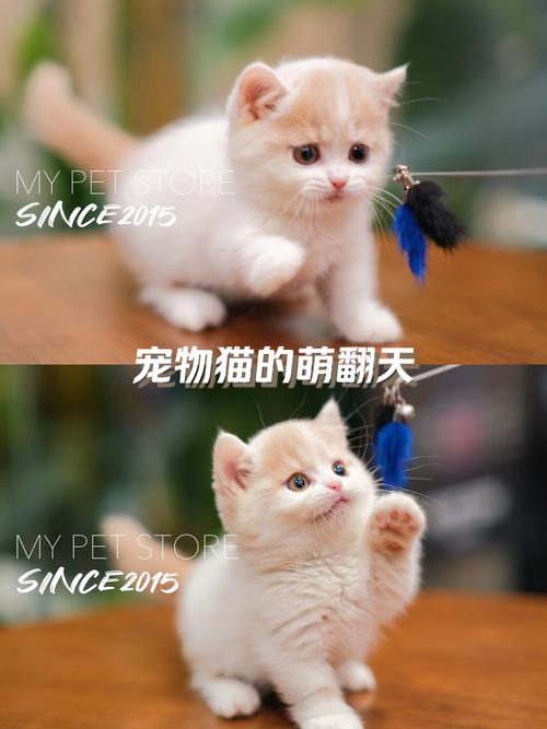 猫咪微笑特效怎么做