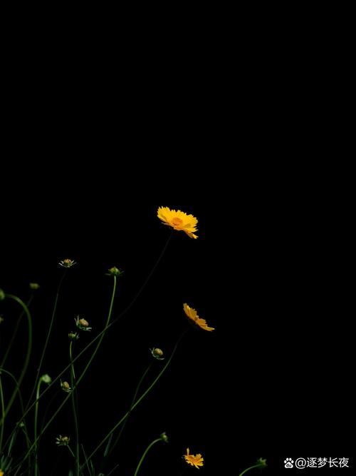 怎么用手机拍黑色背景的花卉照片?