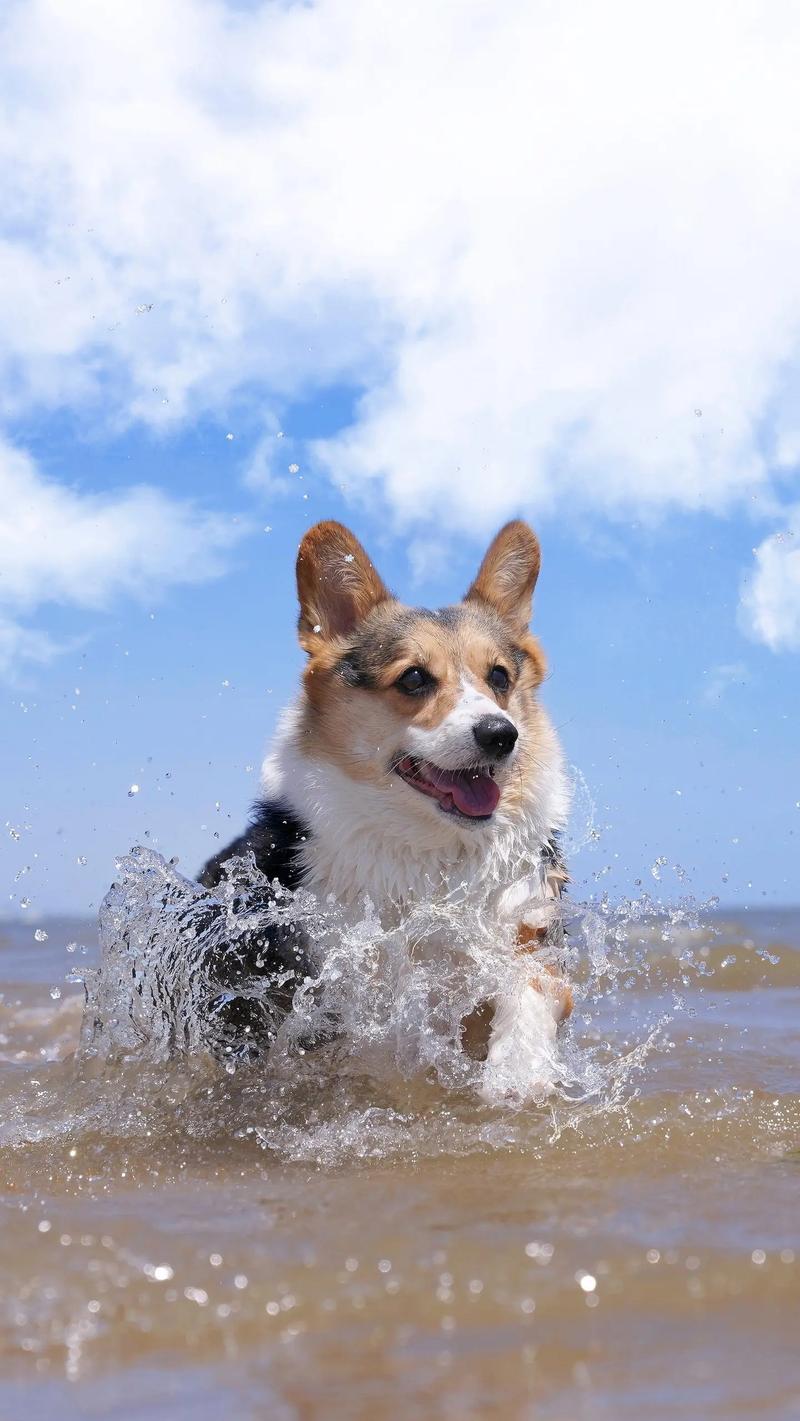 柯基卡通手机壁纸有没有这另外这两张图片呀,其他背景颜色最好是蓝色和...