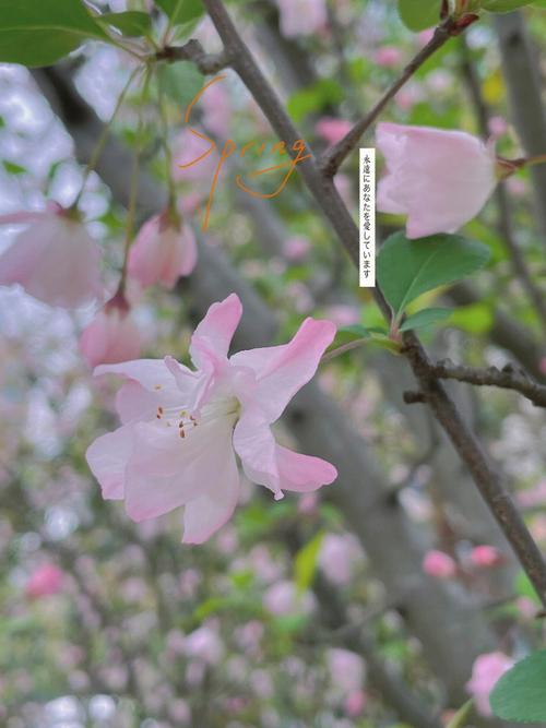 iphone相机花是什么