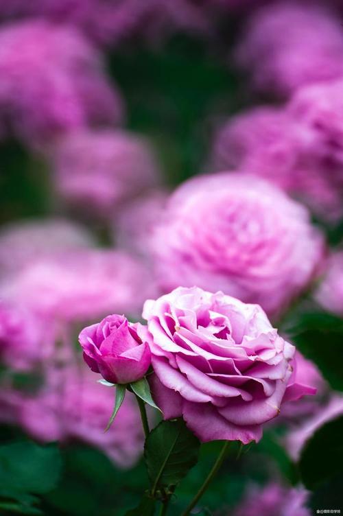 苹果手机拍照有个小花是啥