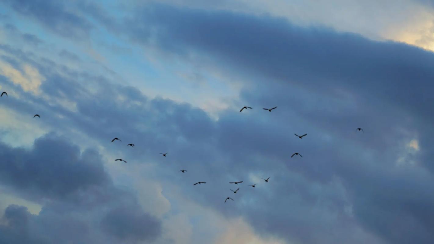 免费壁纸软件哪个好用