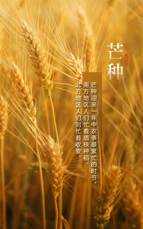 2021高清唯美芒种背景海报图片素材