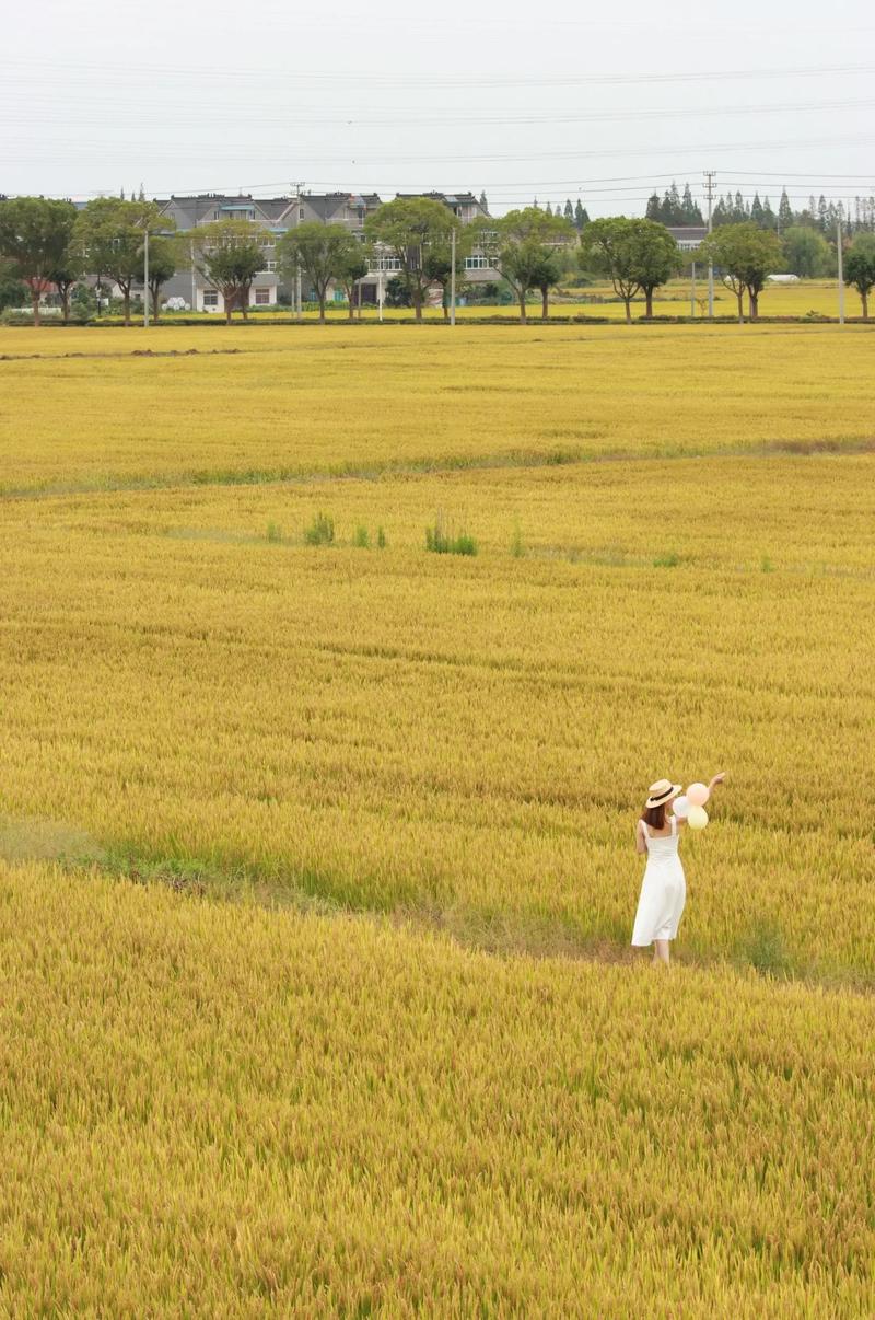 稻田里怎么拍照