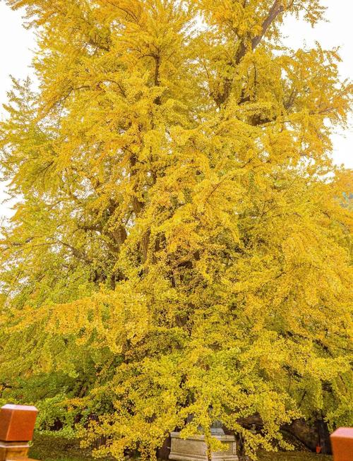 最佳观赏期来了!西安千年银杏树换“金装”,在这里怎么拍照好看?