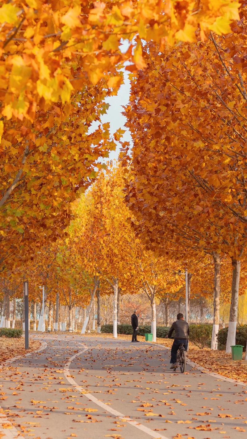 秋天落叶如何拍出创意感?5大招,绝对让你的照片眼前一亮!