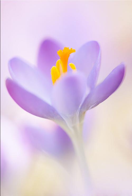 淡紫色配什么颜色好看图片