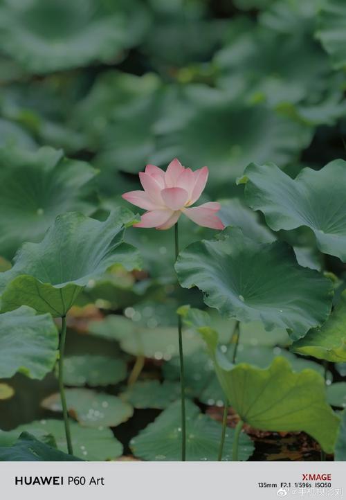 有创意的手机拍摄手法图1