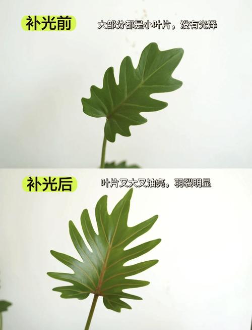 植物补光灯有效果吗,有用吗?
