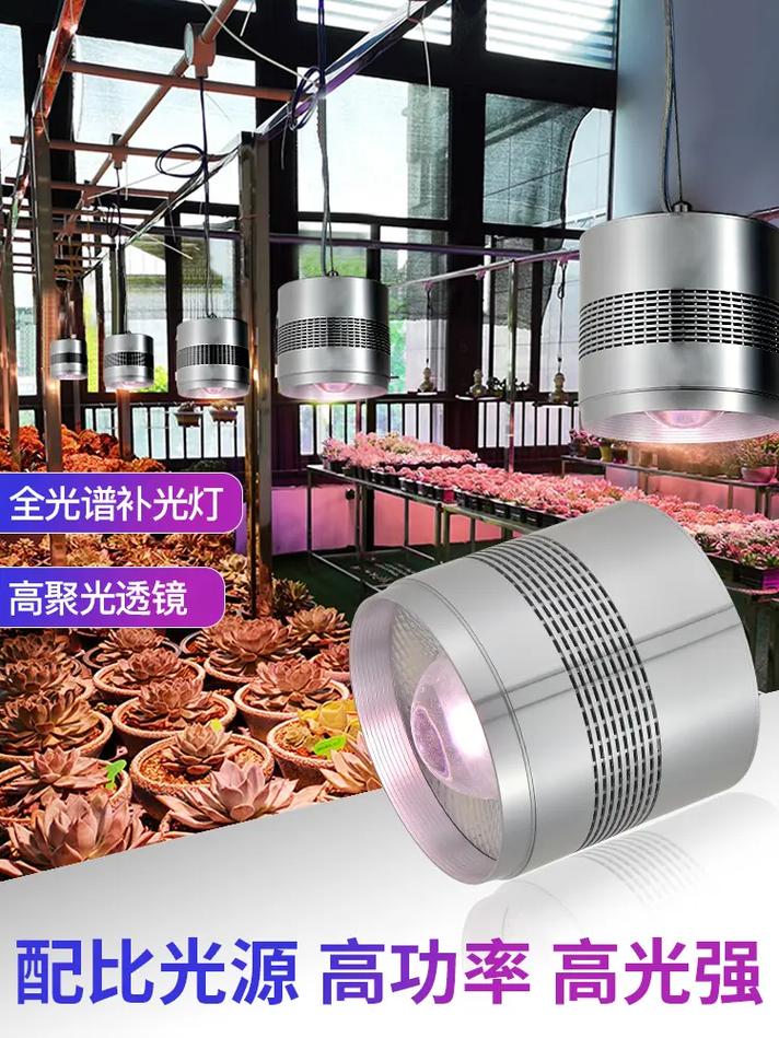 多肉补光灯真的有用吗?