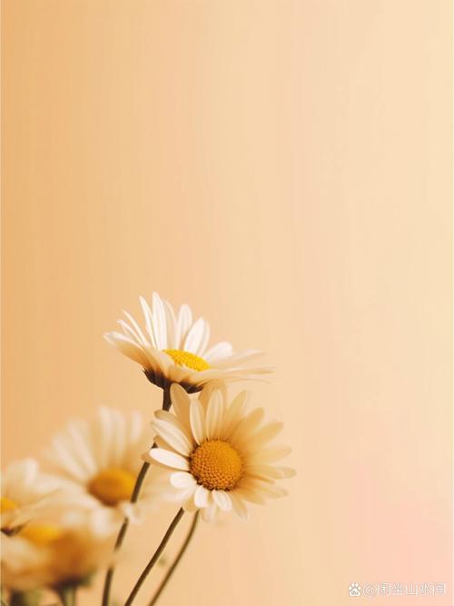 白色光影背景图图3