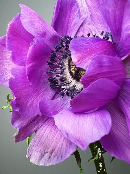 紫色都有哪些图片大全