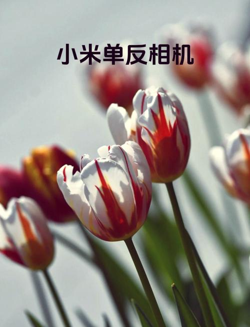 手机拍照显示日期和时间的设置方法是怎样的?