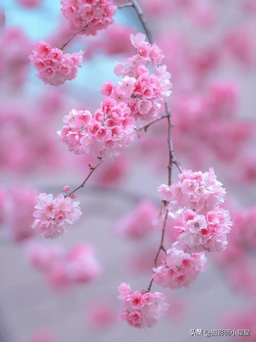 哪个软件拍花好看又清晰图2