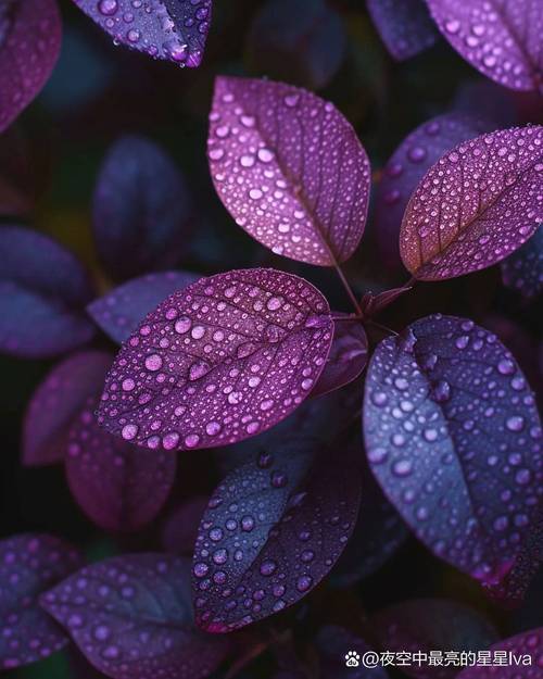 哪个软件拍花好看又清晰图3