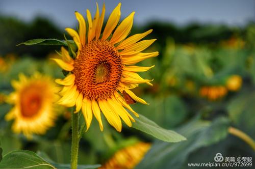 哪个软件拍照好看又自然图3