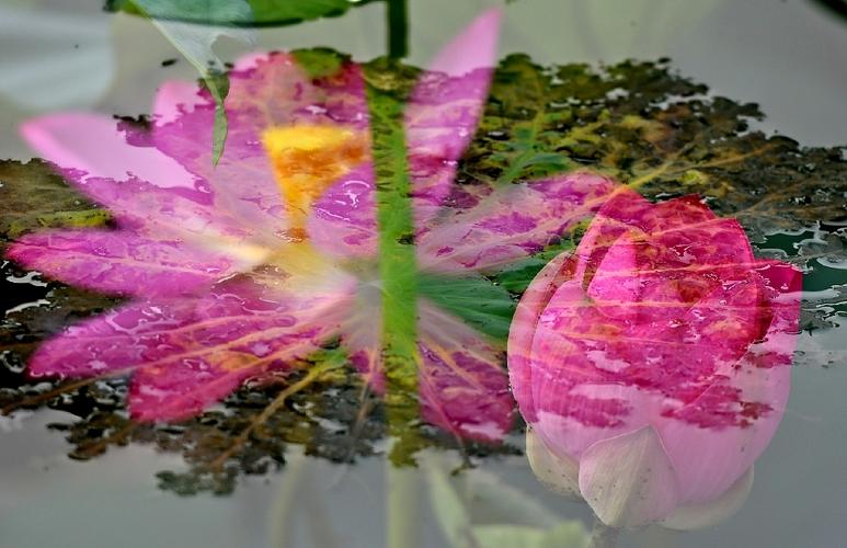 单反多重曝光怎样让物体是实的?拍的老是是半透明的。