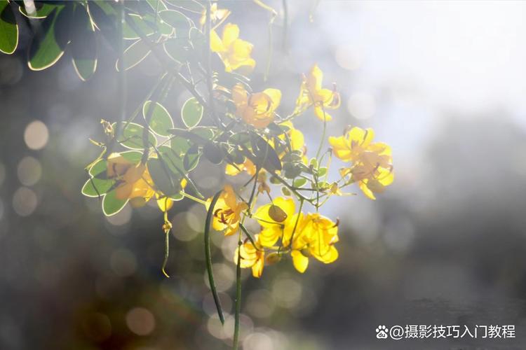 拍花照片哪个软件比较好图2