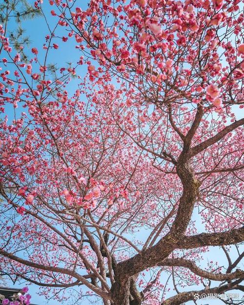 便宜的拍照手机推荐千元以下图1