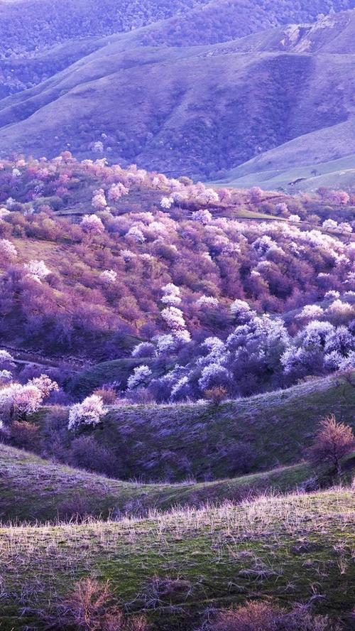 深紫色背景图片大全高清图3