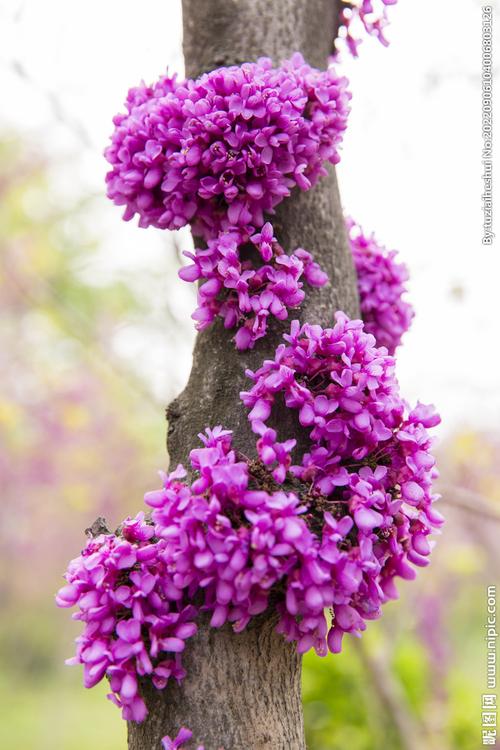 紫色都有哪些系列图片