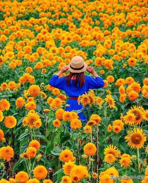 拍照和音质好的手机推荐一下图2