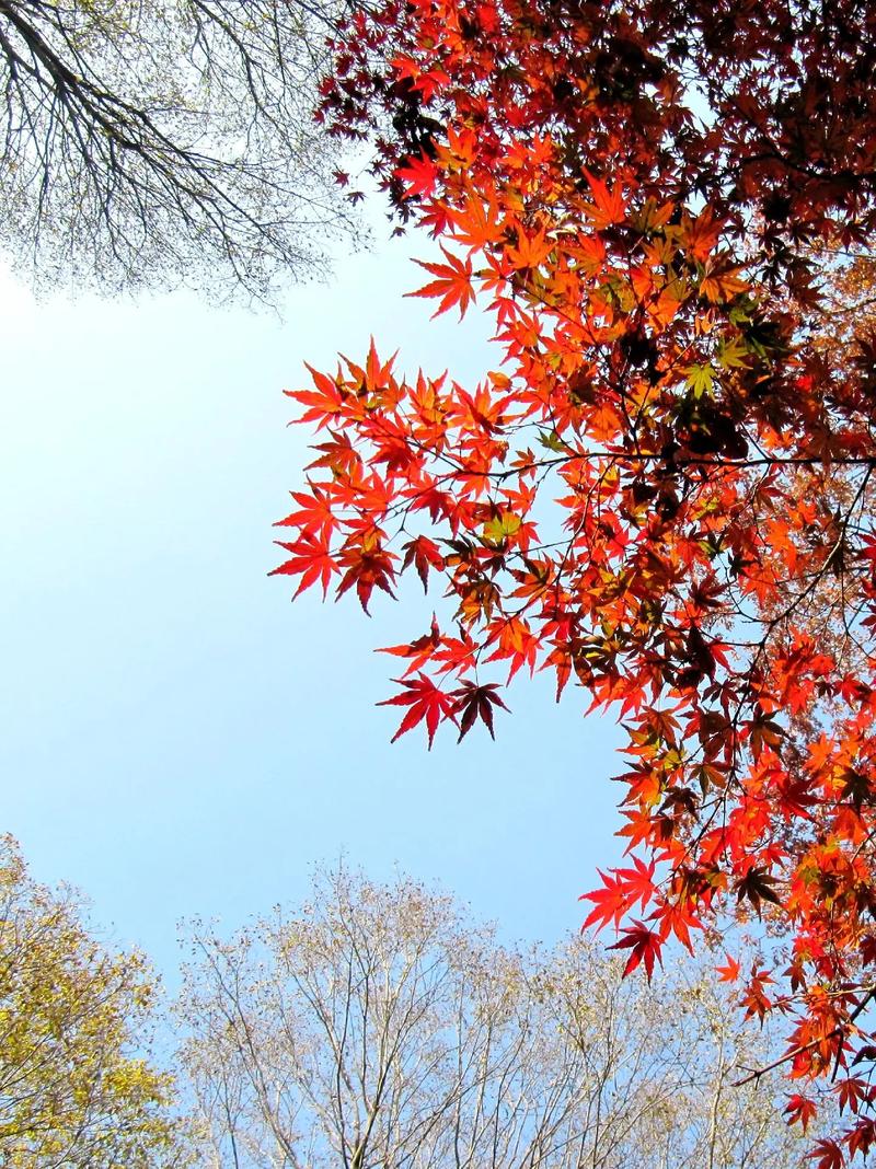 拍照用什么软件没有水印图3