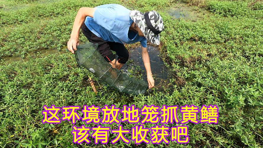 如果农村河道下地笼抓黄鳝泥鳅,什么时间最容易抓到?