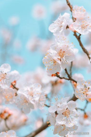 国产拍照手机最好的是哪一款图1