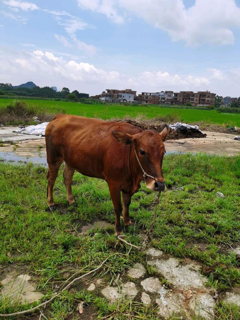 抢华为软件有用吗图1