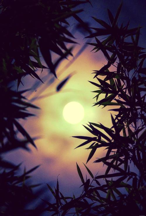 手机摄影拍照技巧视频讲解大全图3