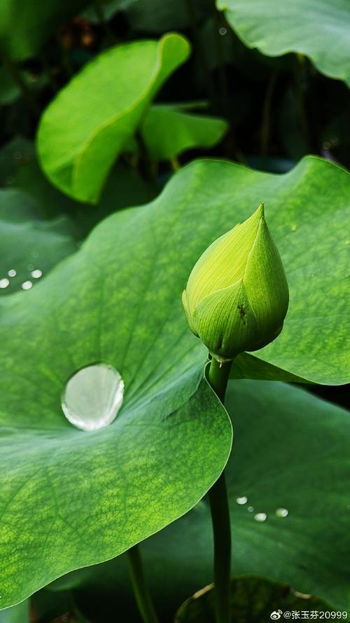 拍照最好的手机排行