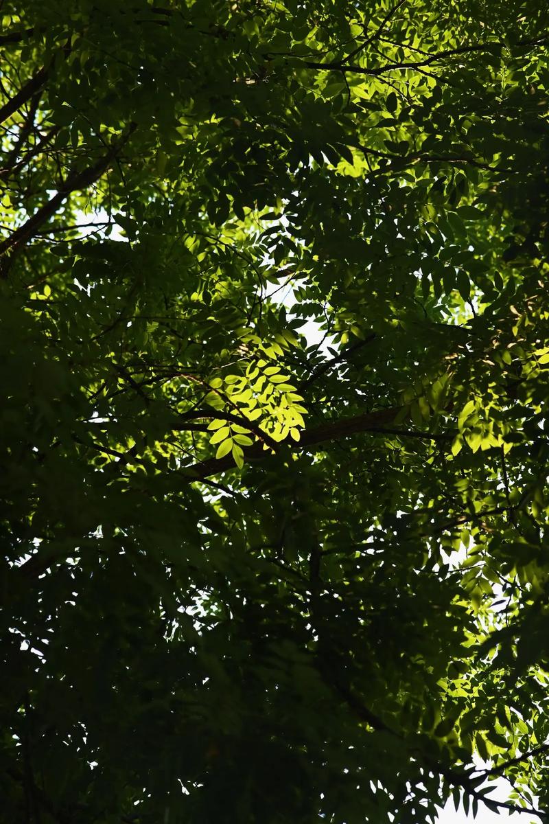 好看的拍照背景图片图2