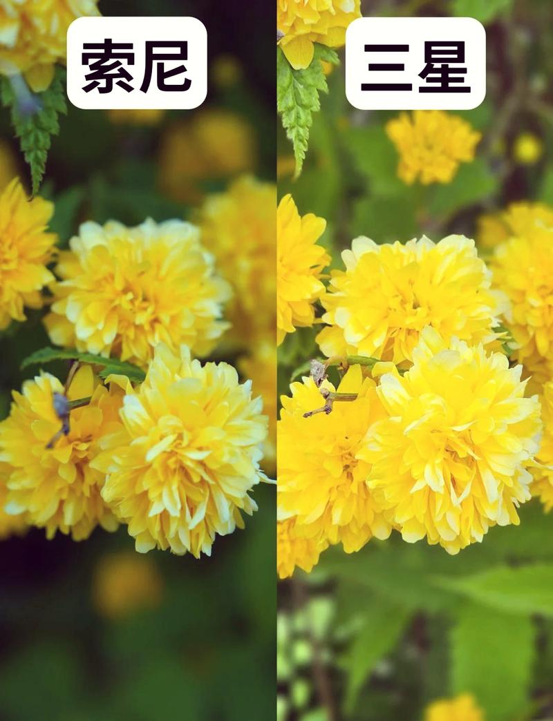 如何提高照片的像素和分辨率免费图3