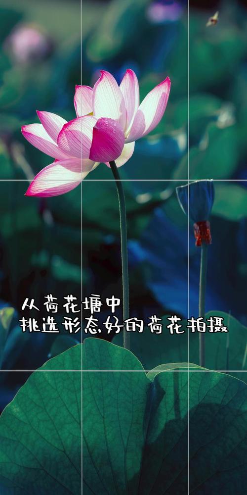 怎样可以把翻拍的照片十分清晰的处理出来??