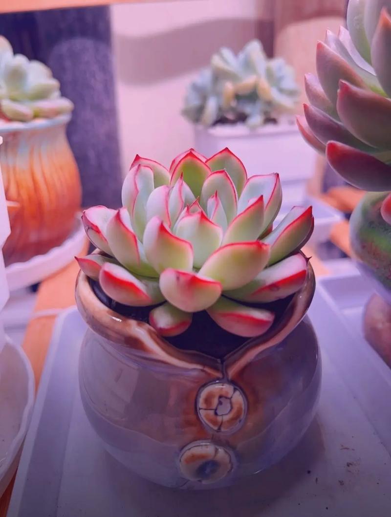 补光灯正确使用方法图3