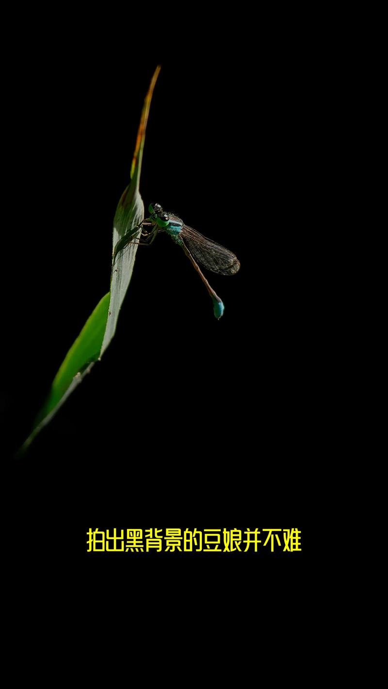 视频里的全黑背景是怎么弄的?